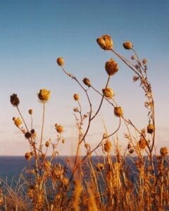 http://grass,%20grasses,%20sunlight,%20sea,%20ocean,%20horizon,%20sky,%20outline,%20golden%20hour,
