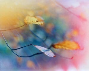 http://Close-up%20of%20dry%20autumn%20leaves%20on%20branches%20with%20a%20soft,%20colorful%20blurred%20background%20of%20orange,%20yellow,%20pink,%20and%20blue