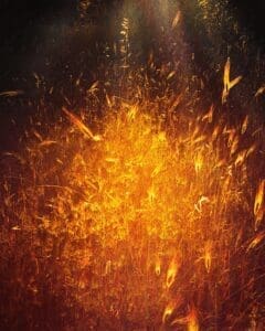 http://Golden%20flora,%20crop,%20golden%20hour,%20magic%20light,%20magic%20hour,%20explosion%20of%20colour,%20grass,%20grasses,